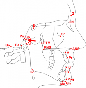 Condylion (Co)