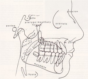 Cephalometric Analysis - Ricketts Anatomical Tracing